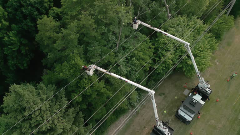 Best Root Management and Removal  in Shelley, ID